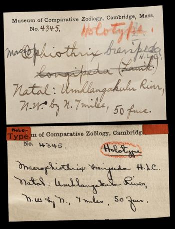 Media type: image;   Invertebrate Zoology OPH-4345 Aspect: labels